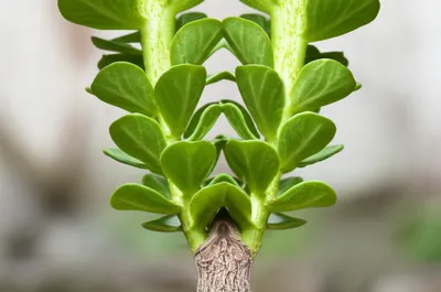 Illustration clone - Image 1