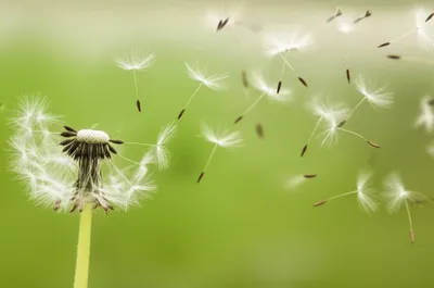 Illustration fuzzed - Image 1