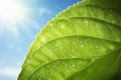 Illustration transpiration - Image 1