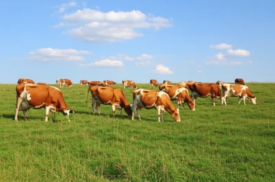 Illustration grazing - Image 1