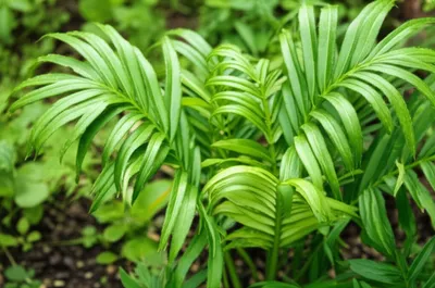 Illustration rib - Image 1