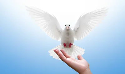 Illustration sheathed - Image 1