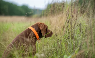 Illustration hunter - Image 1