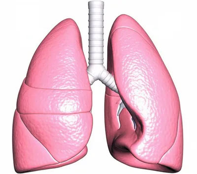 Illustration pulmonary