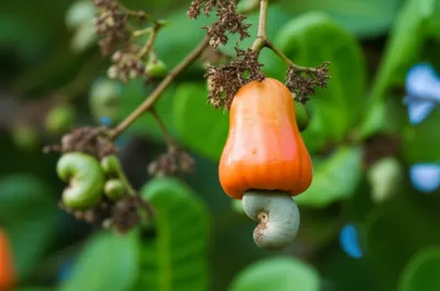 Illustration acajou - Image 1