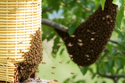 Illustration castling - Image 1