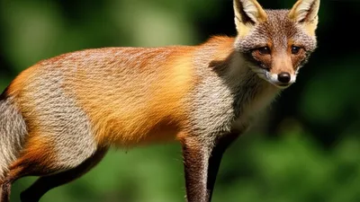 Illustration fox - Image 1