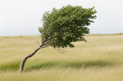 Illustration bowed - Image 1