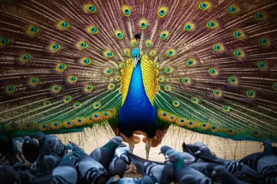 Illustration stares - Image 1