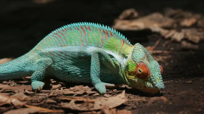 Illustration unisexual