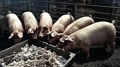 Illustration swines - Image 1