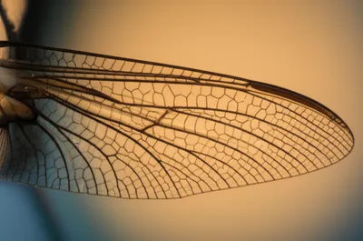 Illustration veins - Image 1