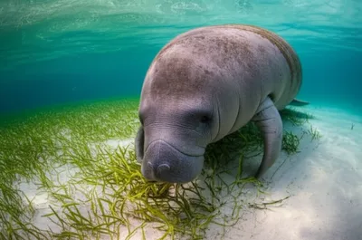 Illustration manatee - Image 1