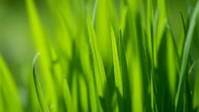 Illustration blades - Image 1