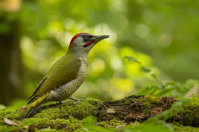 Illustration yaffle - Image 1