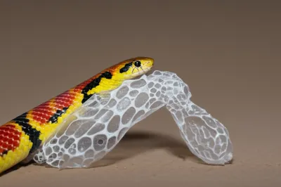 Illustration molt - Image 1