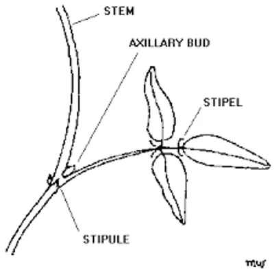 Hình ảnh minh họa stipulate - Ảnh 2