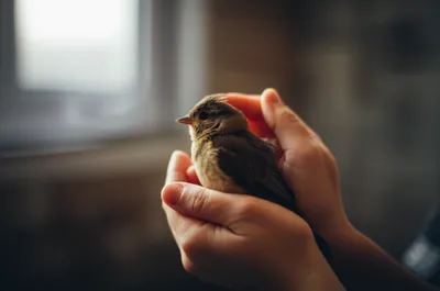 Illustration bail - Image 1