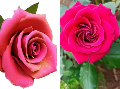 Illustration spurious