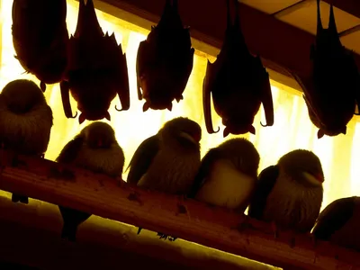 Illustration roosts - Image 1