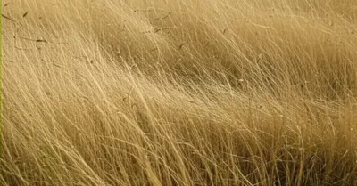 Illustration flechettes