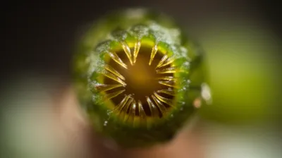 Illustration fringes - Image 1