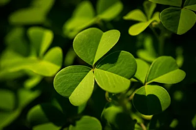 Illustration trefoils - Image 1