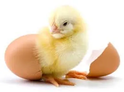 Illustration hatch - Image 2