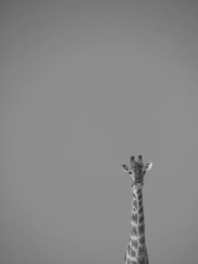 Illustration herbivorous - Image 2