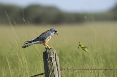 Illustration sparrowhawks