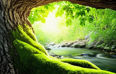 Hình ảnh minh họa animate - Ảnh 1