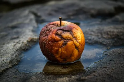 Illustration macerated - Image 1