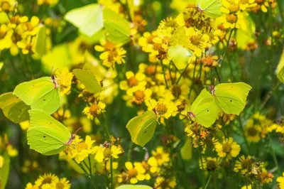 Illustration sulphur - Image 1