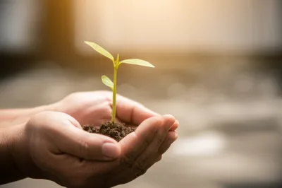 Illustration fosters - Image 1