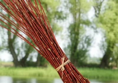 Illustration osier - Image 1