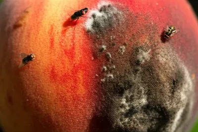 Illustration festered