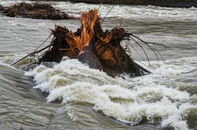 Illustration sawyer - Image 1