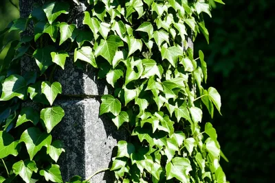 Illustration clings - Image 1