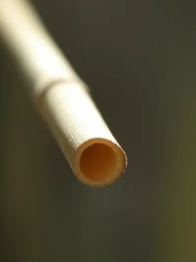 Illustration calamus - Image 1