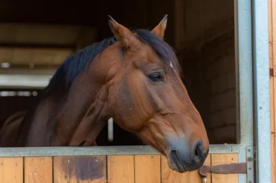 Illustration strangles