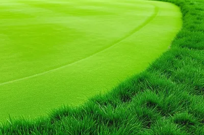 Illustration fescue - Image 1