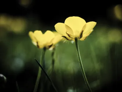 Illustration buttercups - Image 2