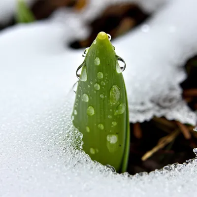 Illustration thaw - Image 1