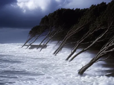 Illustration westerly - Image 1