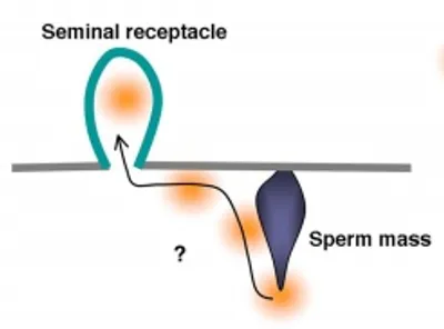 Hình ảnh minh họa receptacle - Ảnh 3