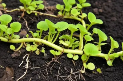 Illustration stolon - Image 1