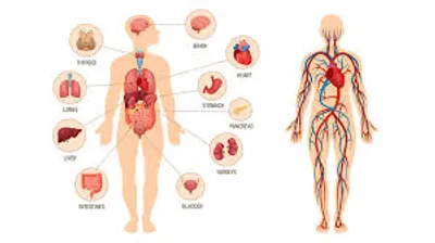 Hình ảnh minh họa physiological - Ảnh 2