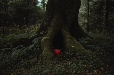 Illustration hiding - Image 1