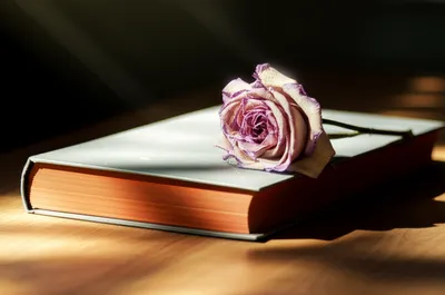 Illustration finis - Image 1