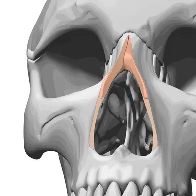Illustration nasal - Image 1